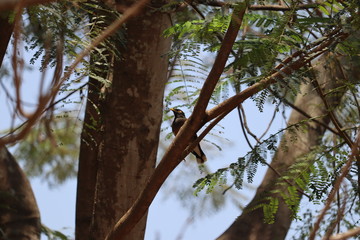 MYNA BIRD SITTING ON A TREE
