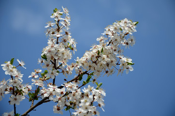cherry branches are frequently visited by honey bee Prunus avium white flowers blue sky pollination...