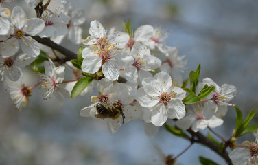 cherry branches are frequently visited by honey bee Prunus avium white flowers blue sky pollination...