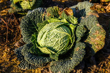 mature cabbage in the field ready to be cut