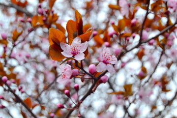 cherry blossom 