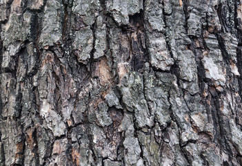 old weathered tree bark