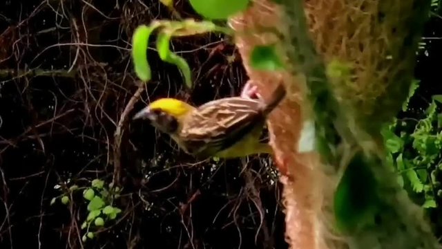 A yellow head pipit (bird of asia) playing around at its nest