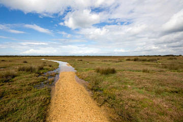 wet zone in Regional Natural Park Porto Selvaggio and Palude del Capitano. Nardò, Salento coast, Apulia, Italy.