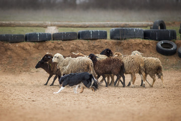 Border collie grazing sheep