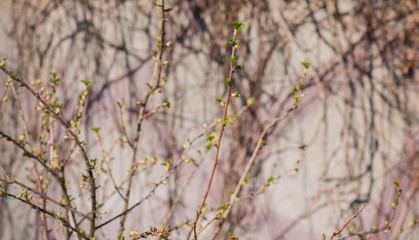 Early spring currant bush in garden. Gardening concept