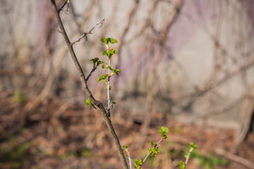 Early spring currant bush in garden. Gardening concept
