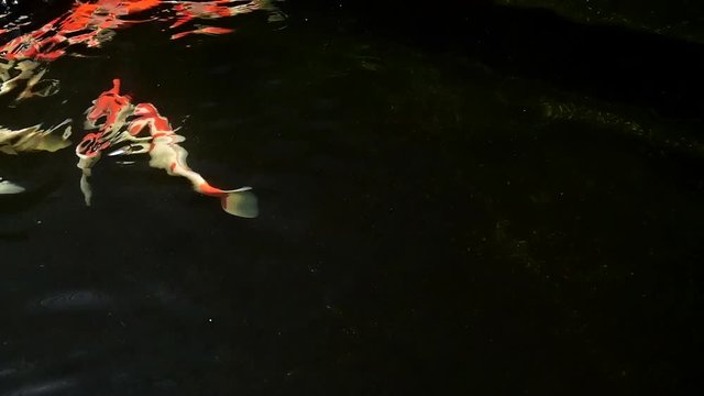 Beautiful Koi fish swimming with dark background
