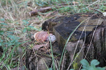 Obraz premium chaga mushroom on a stump in the forest in autumn 