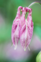 Macrophoto Aquilege on a blurry green background.