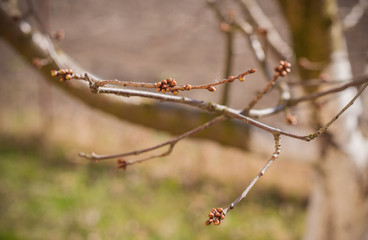 Early spring sweet cherry tree in garden. Gardening concept 