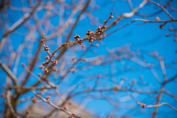 Early spring sweet cherry tree in garden. Gardening concept 