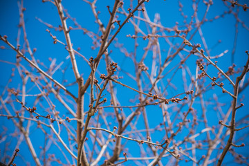 Early spring sweet cherry tree in garden. Gardening concept 