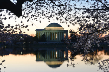 Obraz premium Jefferson Memorial and cherry blossoms during cherry blossom festival - Washington DC, United States of America