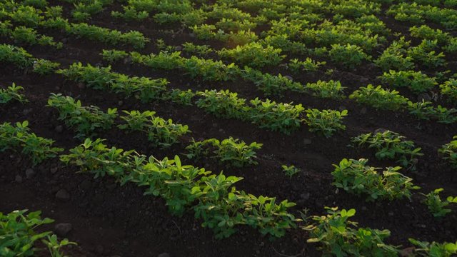 Green groundnut field in India