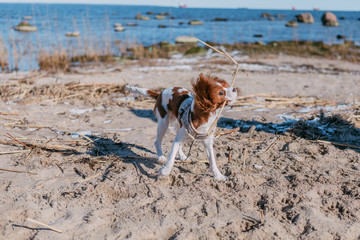 young tricolor cavalier king charles spaniel dog playing and running with stick in winter forest