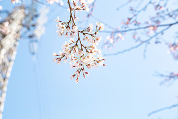 桜、春、日本