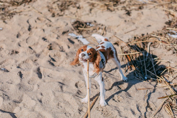 young tricolor cavalier king charles spaniel dog playing and running with stick in winter forest