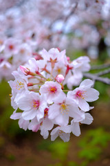 桜の花びらクローズアップ