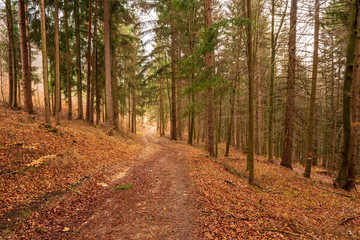 Fototapeta premium a journey through the forest after winter where a lot of leaves remained after autumn