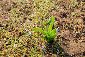 チューリップ、チューリップ畑、お花畑、公園、園芸