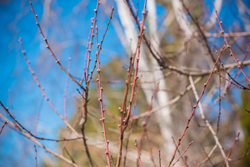 Early spring peach tree in garden. Gardening concept 