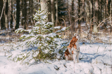 A cute white and brown king charles spaniel, standing in a snow covered woodland setting. Plays with the snow.