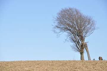 Fototapeta na wymiar windschief gewachsener Baum mit schief angelehnter Leiter