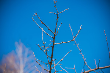 Early spring apple tree in garden. Gardening concept 