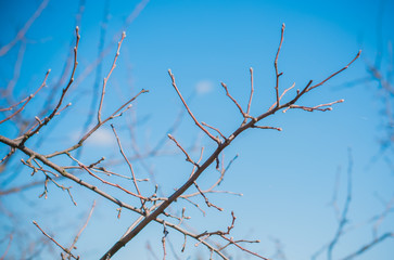 Early spring apple tree in garden. Gardening concept 