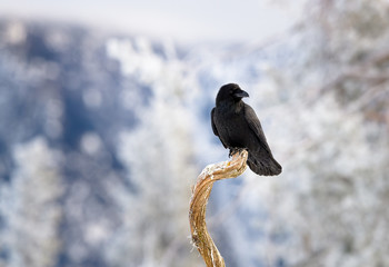 Raven (common raven) in winter