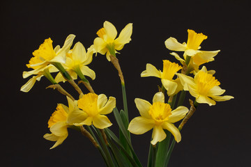 Bouquet of yellow daffodils on a black background.