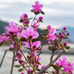 Closeup shot of Rhododendron dauricum flowers (popular names bagulnik; maralnik) with Altai river Katun on background