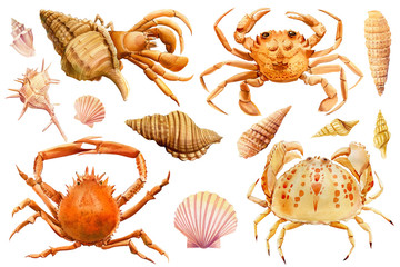 Obraz premium Watercolor set of seashells, crab, starfish on an isolated white background, hand drawing, summer sea clipart