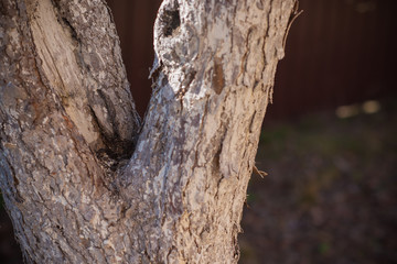 Close up details wood corrosion and coatings