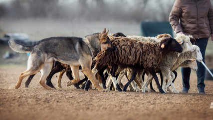 German shepherd grazing sheep