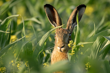 Lievre caché dans le maïs © Yann JEGARD
