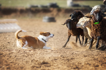 Welsh Corgi grazing sheep