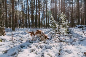 A cute white and brown king charles spaniel, standing in a snow covered woodland setting. Plays with the snow.