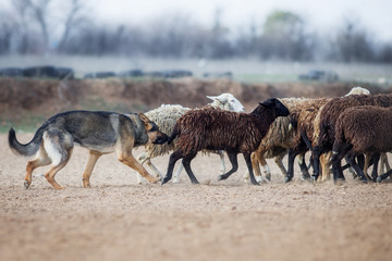 German shepherd grazing sheep