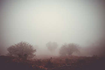 Trees in the fog, Fogo Island, Cape Verde