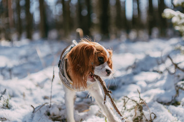 A cute white and brown king charles spaniel, standing in a snow covered woodland setting. Plays...