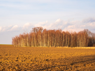 The birch alley behind the plowed field beautifully illuminated at sunset