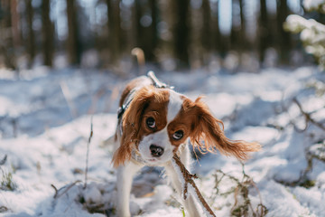 A cute white and brown king charles spaniel, standing in a snow covered woodland setting. Plays...