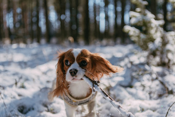 A cute white and brown king charles spaniel, standing in a snow covered woodland setting. Plays...