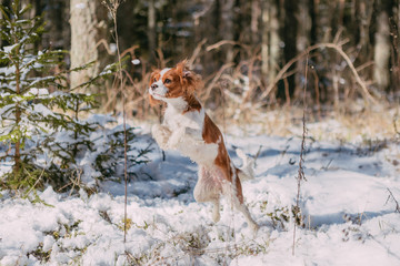 A cute white and brown king charles spaniel, standing in a snow covered woodland setting. Plays...