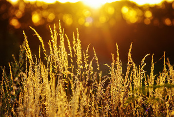 Fototapeta dry grass at sunset on a warm summer evening obraz