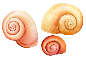 Watercolor set of seashells on an isolated white background, hand drawing, summer sea clipart