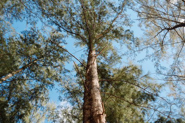 Fototapeta premium Tall pine tree and clear sky in Phuket, Thailand