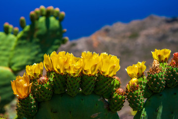 Feigenkaktus auf Teneriffa mit Landschaftshintergrund